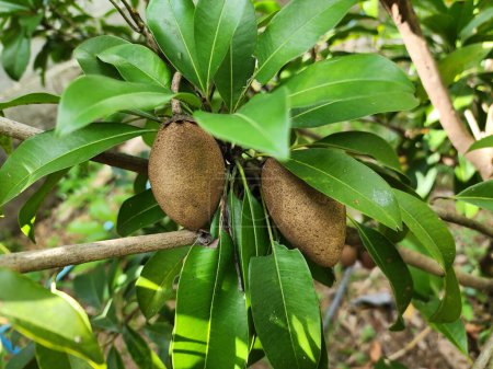 Téléchargez les photos : Manilkara zapota est une plante vivace buissonnante de taille moyenne. Le fruit ovale est brun avec une teneur élevée en sucre. et contient des vitamines A et C, calcium, phosphore - en image libre de droit