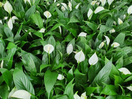 Spathiphyllum or peace lilies There is a rhizome underground, green leaves, white flowers look like a bract or a heart-shaped plate with a pointed tip. There are many species.