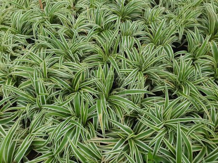 Photo for Chlorophytum bichetii is a succulent plant with white underground rhizomes. The slender, green leaves have a white side edge. It is popularly planted as an ornamental plant in the garden. - Royalty Free Image