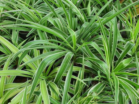 Téléchargez les photos : Chlorophytum bichetii is a succulent plant with white underground rhizomes. The slender, green leaves have a white side edge. It is popularly planted as an ornamental plant in the garden. - en image libre de droit
