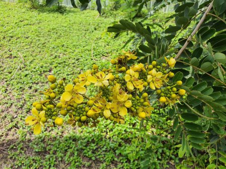 Téléchargez les photos : Senna siamea is a medium-sized tree. The top is a bush with yellow flowers in a branched panicle. It has medicinal properties. - en image libre de droit