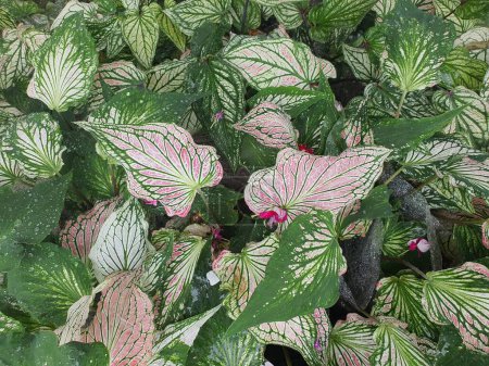 Foto de Caladium bicolor is frequently grown for decorative purposes. due to its enormous, heart- or spear-shaped leaves, which are distinctively colored green, white, pink, or red. - Imagen libre de derechos