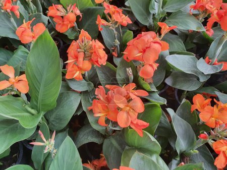 Foto de Canna indica is a herbaceous plant with underground stems forming succulent rhizomes. with multicolored inflorescences general ornamental planting or planted as a fence line - Imagen libre de derechos