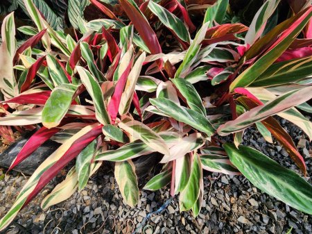 The oppenheimiana Ctenanthe It has been a herbaceous plant for a long time. Rhizomes form from stems that grow underground. leaves that are green with white and pink spotting.