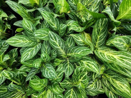 The tropical shrub Aglaonema has a tiny, single-leaved blade with a sharp edge and white flowers. developed as a houseplant. decorated inside the structure like a holy tree