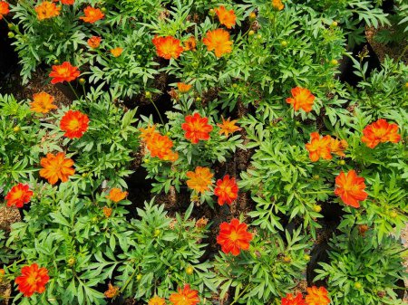 Foto de Mexican aster flowers come in a variety of colors and have therapeutic qualities. Boiling water, treating bug stings, and treating diarrhea - Imagen libre de derechos