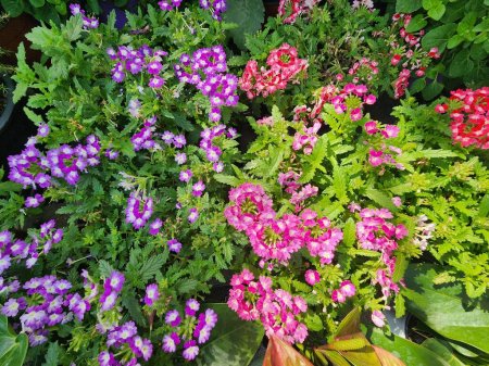 Herbaceous Verbena hybrida Groenl develops a bushy inflorescence. The blossoms are aromatic and come in a variety of colors. It is frequently grown as a ground cover and as a garden accent.