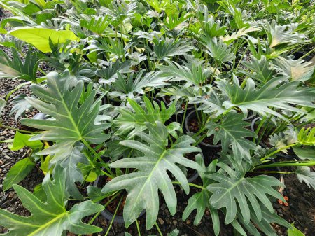 Téléchargez les photos : Une plante herbacée verte solitaire appelée Philodendron xanadu a des panicules de fleurs. Il est fréquemment cultivé en pots. ornementation à l'intérieur de la structure bouquet de fleurs décorées - en image libre de droit