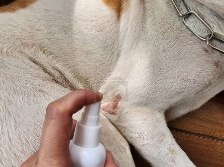Téléchargez les photos : Maladies de la peau trouvées chez les chiens Peut avoir plus de démangeaisons, plaies, inflammation, gonflement, rougeur, doit être traitée par un vétérinaire. - en image libre de droit