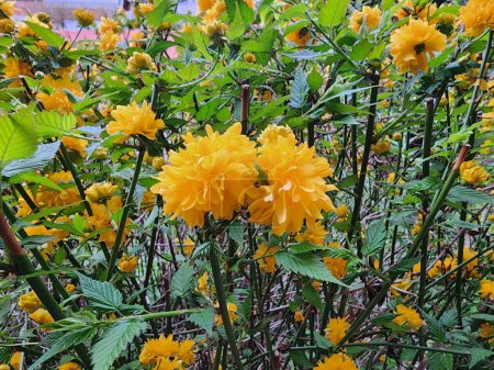 Téléchargez les photos : Kerria japonica est un arbuste à feuilles caduques aux fleurs jaunes. Il est cultivé comme plante ornementale de jardin et peut être utilisé comme remède anti-inflammatoire et contre la toux. - en image libre de droit