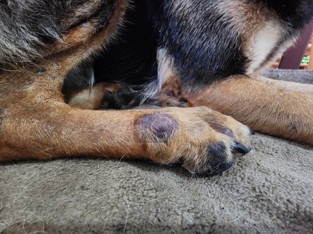 Foto de El histiocitoma es un tipo de tumor debajo de la piel que afecta tanto a perros como a gatos. Puede sanar por sí mismo Crecimiento anormal de histiocitos, que son parte del sistema inmunológico. - Imagen libre de derechos