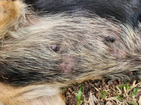 Foto de Sarcoptes o Demodex es una enfermedad de la piel en perros, gatos y animales con pelaje. Se caracteriza por pérdida de cabello, piel roja, picazón y, a veces, las hemorragias de la herida. - Imagen libre de derechos
