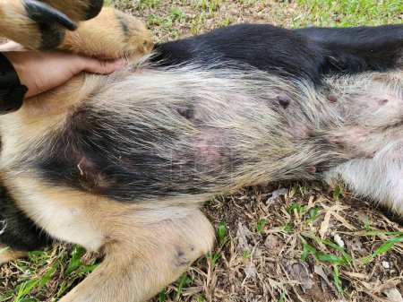 Foto de Sarcoptes o Demodex es una enfermedad de la piel en perros, gatos y animales con pelaje. Se caracteriza por pérdida de cabello, piel roja, picazón y, a veces, las hemorragias de la herida. - Imagen libre de derechos
