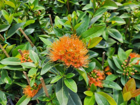 Foto de Xanthostemon chrysanthus es un arbusto. Las flores están agrupadas en racimos que consisten en muchas flores en muchos colores, incluyendo rojo, naranja, rosa, amarillo y verde.. - Imagen libre de derechos