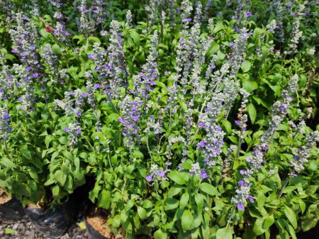 Blue Salvia, dark purple flower stalk Flowering almost throughout the year Fragrant, popularly grown as an ornamental plant.