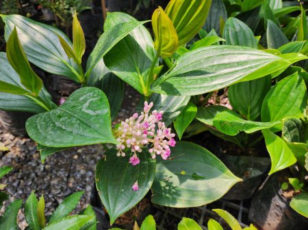 Medinilla Myriantha is a soft shrub that grows in rock crevices. The round fruit has a beautiful pink color similar to pearl beads. Popularly grown as an ornamental plant.