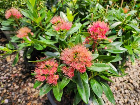 Xantrostemon chrysanthus est un grand arbuste avec des fleurs en grappes ressemblant à des fleurs de pomme en blanc, jaune, orange, rose, rouge et orange-rouge.