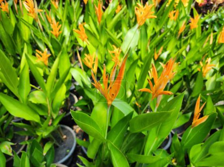 Strelitzia reginae ist eine blühende Pflanze mit einzelnen Stängeln und Horsten, mit unterirdischen Rhizomen. Es hat Blumen, die aussehen wie Vögel, die ihre Flügel ausbreiten.