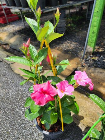 Mandevilla x amabilis es una planta trepadora dura de tamaño mediano que crece en racimos en las axilas de las hojas con pétalos rosados. y tiene muchos pétalos de colores Popularmente crecido una planta ornamental jardín.