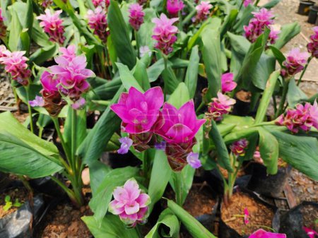 Curcuma sessilis Gage is a herbaceous plant with underground rhizomes and flowers in clusters. The flowers are used as food and have medicinal properties.