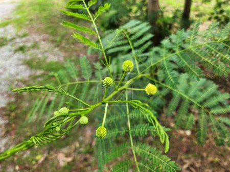 Leucaena leucocephala, arbuste à petit arbre. Les fleurs sont en grappes et les feuilles sont fermentées comme engrais. Les feuilles, les pousses, les gousses et les jeunes graines servent de nourriture aux animaux..