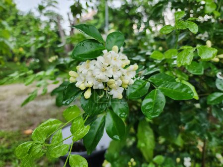 Murraya paniculata ist ein Strauch oder kleiner Baum. Es ist eine Zierpflanze mit duftenden Blüten. Ätherische Öle werden bei der Herstellung von Kosmetika verwendet.