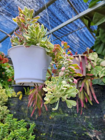 Euphorbia ritchiei a des tiges succulentes qui ressemblent à la Naga. Il est considéré comme une autre plante de bon augure que les gens aiment planter pour décorer leurs maisons.