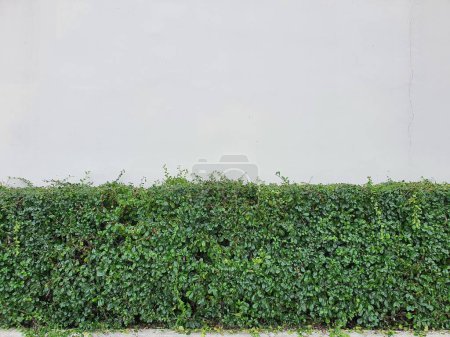 Carmona retusa ist ein beliebter Strauch, der zum Rückschnitt und als gute Hecke gepflanzt wird. oder im Garten