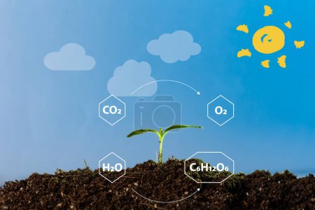 Illustration depicting the processes of photosynthesis, showcasing the transformation of carbon dioxide and water into oxygen and glucose.