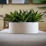 a closeup shot of a plant on a table with a white ceramic pot