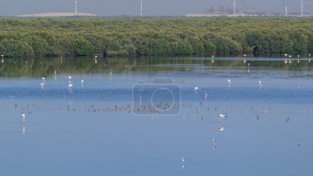 Téléchargez les photos : Groupe de beaux oiseaux flamants roses avec des reflets, marchant au timelapse du lac à Ajman. Paysage naturel aux EAU. Site de construction sur fond - en image libre de droit