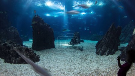 Fishes in Lisbon Oceanarium passing by with rocks, Portugal timelapse
