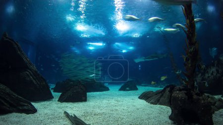 Fishes in Lisbon Oceanarium passing by with rocks, Portugal panoramic timelapse