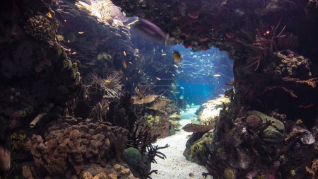 Colorful fishes in Lisbon Oceanarium passing by with rocks, Portugal timelapse