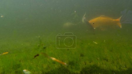 Foto de Peces nadando en un lago con timelapse de agua verde en jardines tropicales en Monte Palace, Funchal, Madeira - Imagen libre de derechos