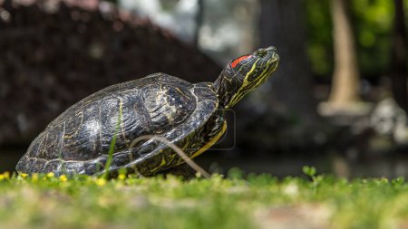 Turtle on the grass near lake timelapse in tropical gardens in Monte Palace, Funchal, Madeira. Close up view with blurred background