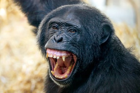 Photo for Close up view of Chimpanzee (Pan troglodytes) - Royalty Free Image