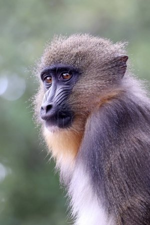 Photo for Close up view of a Mandrill (Mandrillus sphinx) - Royalty Free Image