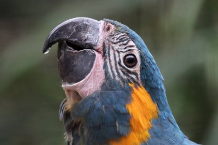 Foto de Vista de cerca de un guacamayo de garganta azul (Ara glaucogularis) - Imagen libre de derechos