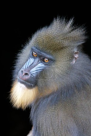 Photo for Portrait of the mandrill (Mandrillus sphinx) - Royalty Free Image
