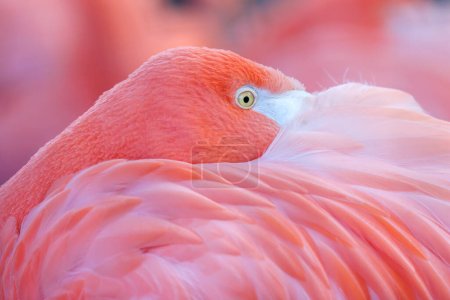 Foto de Flamenco rosa con cabeza entre plumas - Imagen libre de derechos