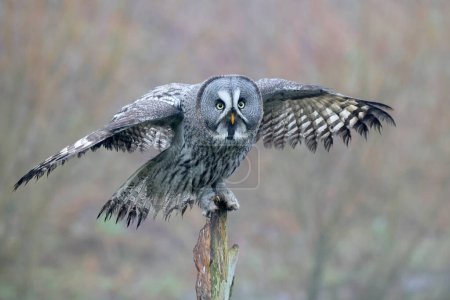 Photo for Close-up of a great grey owl (Strix nebulosa) - Royalty Free Image