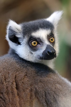 Photo for Ring Tailed Lemur (Lemur Catta) close up shot - Royalty Free Image