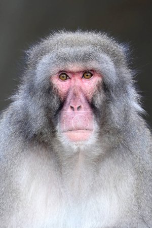 Foto de Macaco japonés (Macaca Fuscata), primer plano - Imagen libre de derechos