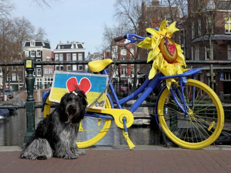 Foto de Dutch sheepdog (Schapendoes) in front of a brightly colored bicycle in the center of Amsterdam, the Netherlands - Imagen libre de derechos