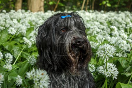 Photo for Dutch sheepdog (Schapendoes) among the onion flowers - Royalty Free Image