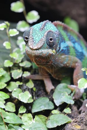 Photo for Panther Chameleon (Furcifer Pardalis) - Royalty Free Image