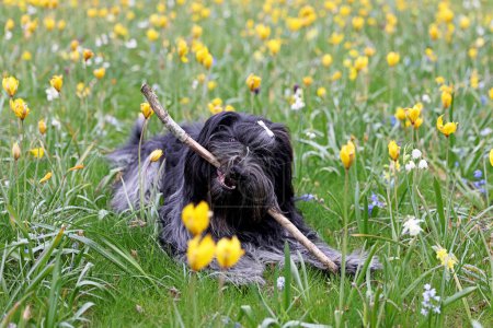 Téléchargez les photos : Portrait de chien de berger hollandais jouant avec bâton en bois à l'extérieur - en image libre de droit