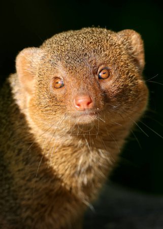 Photo for Common dwarf mongoose (Helogale parvula)  on black background - Royalty Free Image