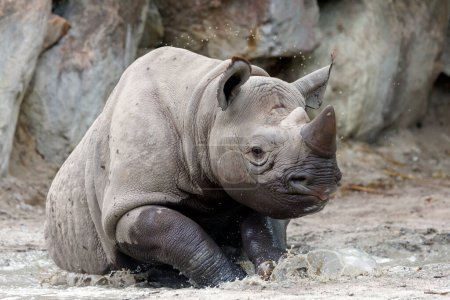 Téléchargez les photos : Un rhinocéros noir, un rhinocéros noir ou un rhinocéros à lèvres crochues s'amuse dans une piscine d'eau - en image libre de droit